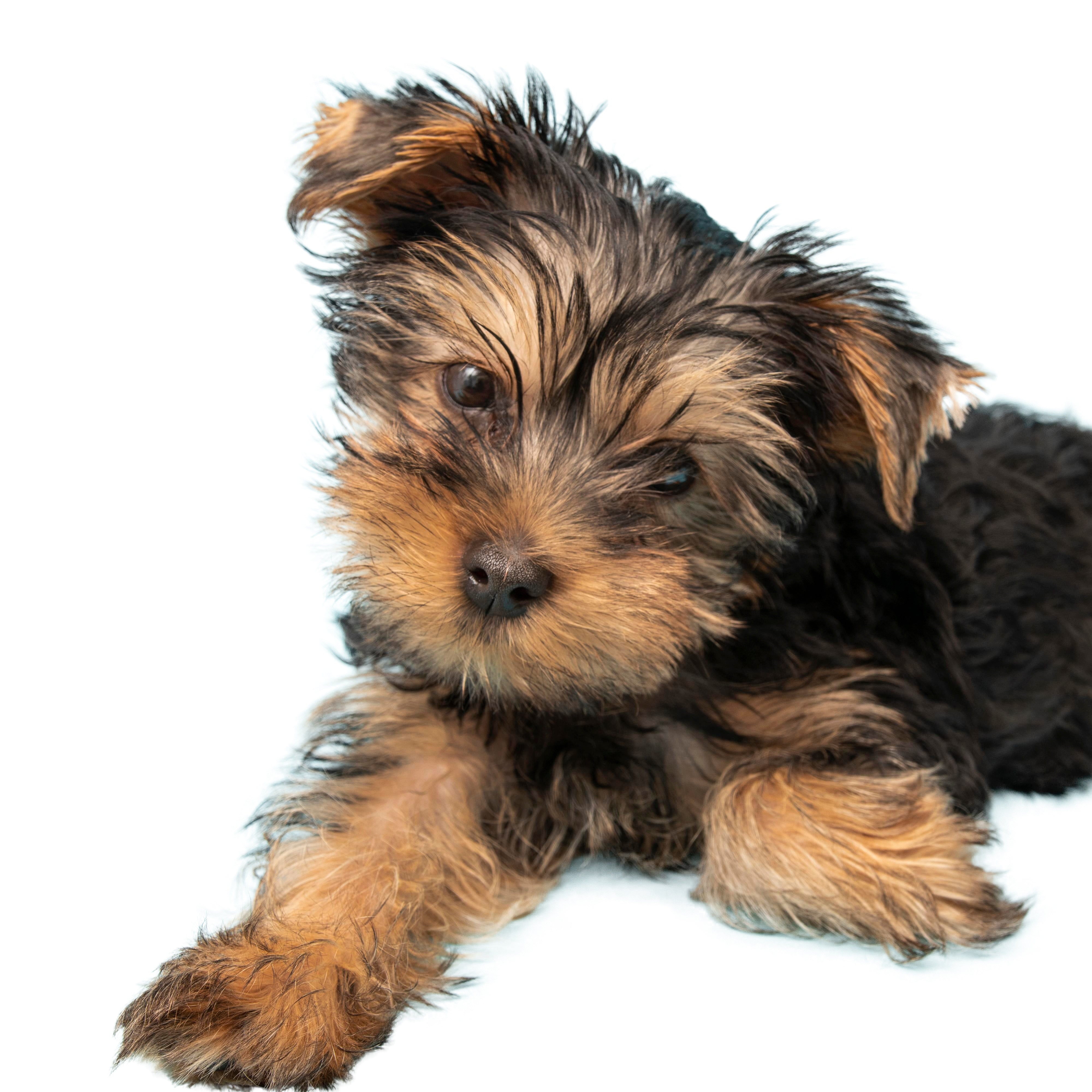 Dog Prescription Medications Price List – Page 4 – Orleans Compounding ...